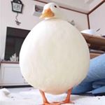 Profile Picture of duckchungus (@duckchungus) on Instagram