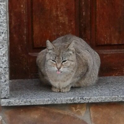 Profile Picture of Maria Manfrè (@MariaManfr) on Twitter