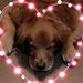 Profile Picture of Tracy Jimenez (@tracydz52) on Pinterest