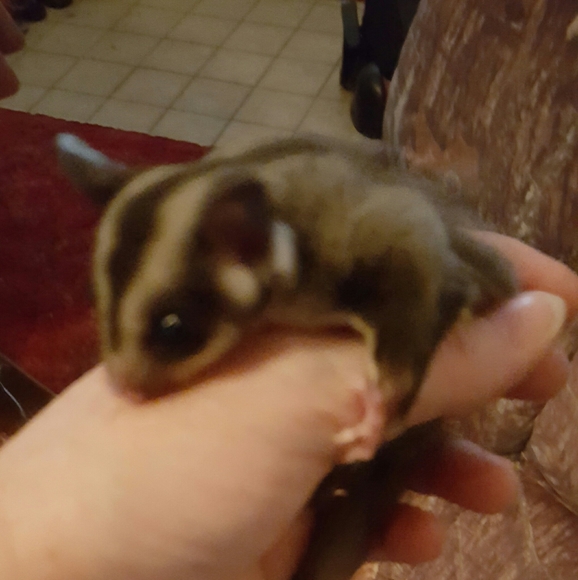 Profile Picture of Debbie Mccall (@bakshurtn) on Poshmark