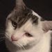 Profile Picture of Paul Tindle (@tincambo) on Pinterest