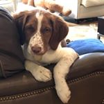 Profile Picture of Chris Gauthier (@riley_the_brittany_dog) on Instagram