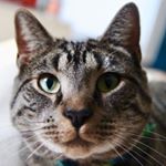 Profile Picture of Henry The Mackerel Tabby Cat (@henryteacat) on Instagram