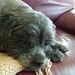 Profile Picture of Danny Noel (@dannyn1602) on Pinterest