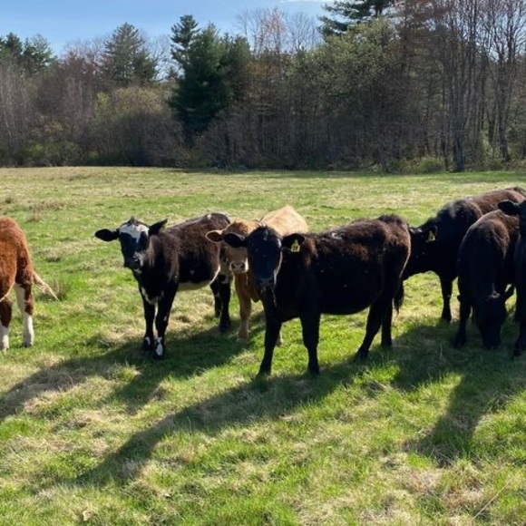 Profile Picture of Christine Spellman (@christinespellm) on Poshmark