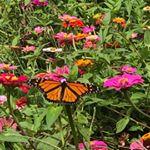 Profile Picture of Nancy Barber (@nancy_barbs) on Instagram