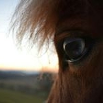 Profile Picture of Julia (@mein_pony_rambo) on Instagram