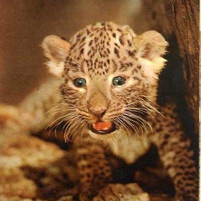 Profile Picture of Luis Omar Miramontes (@gatitomiramonte) on Twitter