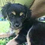 Profile Picture of Stanley Couch (@stan_the_pupper) on Instagram