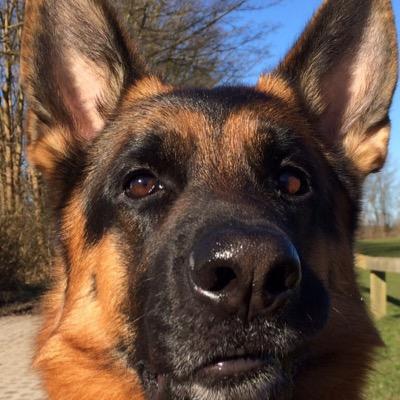 Profile Picture of Michael Andresen (@flintesten) on Twitter