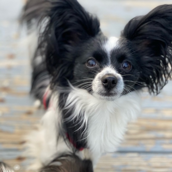 Profile Picture of Justin Thomson (@thomsonjt) on Poshmark