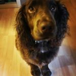 Profile Picture of George Wilkinson (@georgewilkinson_11) on Instagram
