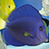 Profile Picture of Aaron  Luc (@Nemo Aquariums) on Flickr