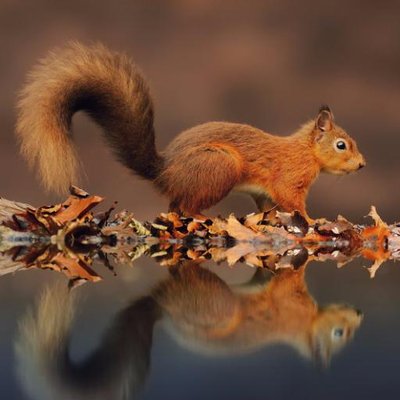 Profile Picture of Trigalet (@annyatri) on Twitter