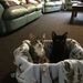 Profile Picture of lacey. Meadows (@laceyelsameadows) on Pinterest