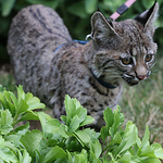 Profile Picture of Lauren Houle (@buttonwood park zoological society) on Flickr