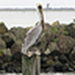 Profile Picture of LISA GILLESPIE (@sandollarnut) on Flickr