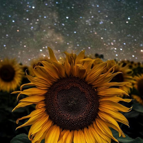 Profile Picture of Mary Palmisano (@mary_palmisano) on Poshmark