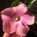 Profile Picture of Natalie Quintero-Flores (@nbqflores) on Pinterest