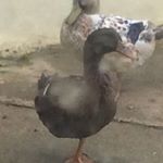 Profile Picture of Bobby Fitzpatrick (@bobby_fitzpatrick232) on Instagram