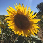 Profile Picture of Kevin Hird (@khirdy1960) on Instagram