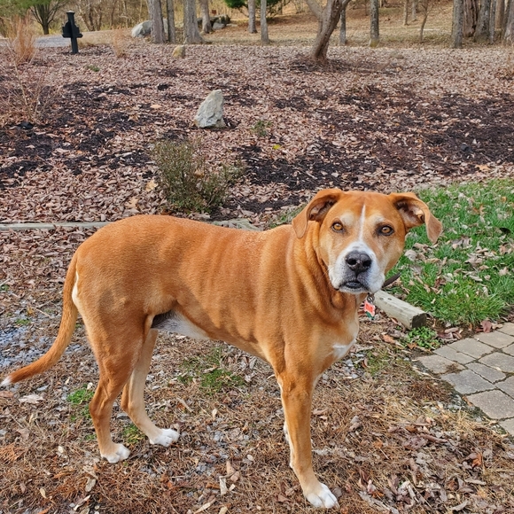 Profile Picture of Sara Dolinger (@saradoli) on Poshmark