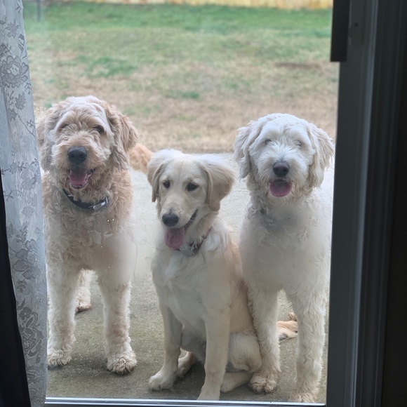 Profile Picture of Laurie Cobiski (@lcobiski) on Poshmark