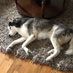 Profile Picture of Joseph Westmoreland (@westmor2003) on Instagram