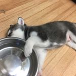 Profile Picture of Wade Wilson Jennings (@wadethehusky) on Instagram