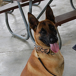 Profile Picture of hector rodriguez (@289th MP Co /947th MP Det (MWD) 