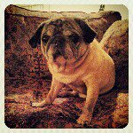 Profile Picture of jason burneyko (@jburneyko) on Instagram