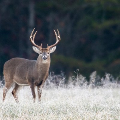 Profile Picture of Chad Whiteneck (@ChadWhiteneck) on Twitter