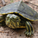 Profile Picture of Josh Ooten and Kristin Rowan (@joshNkristin) on Flickr