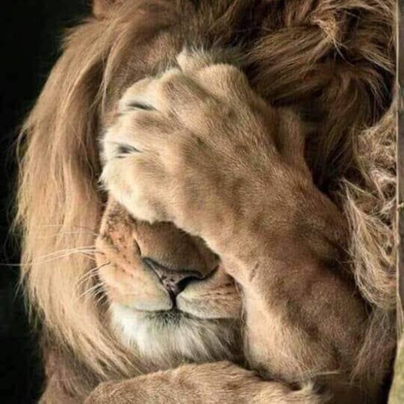 Profile Picture of Carole Cascarelli (@ccascarelli) on Poshmark