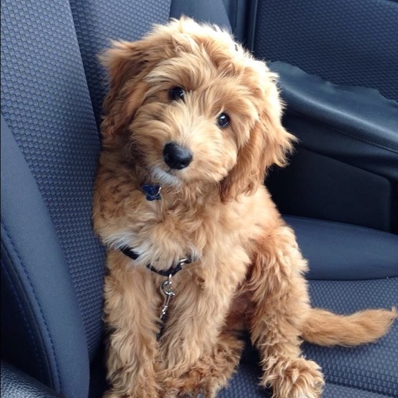 Profile Picture of Abby Stancliffe (@abbystancliffe) on Poshmark