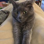 Profile Picture of Shari Snyder Bridger (@shari.bridger) on Instagram