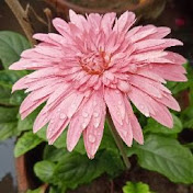 Profile Picture of Nirmalya Chatterjee (@nirmalyachatterjee) on Youtube