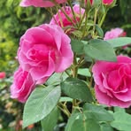 Profile Picture of Jackie Snell (@jackie.snell.315) on Facebook