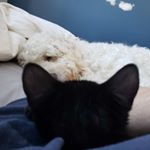 Profile Picture of Chris Dietrich (@dietrich007) on Instagram