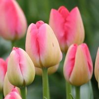 Julia Talcott Overbeck - Quora Profile Picture of Julia Talcott Overbeck (@julia-talcott-overbeck) on Quora