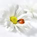 Profile Picture of Christina Cottrill (@christinacottri) on Pinterest