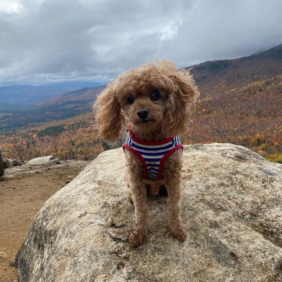 Hiromi Katayama - Poshmark Profile Picture of Hiromi Katayama (@kawaii818) on Poshmark