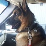 Profile Picture of Tom Gorman (@tom.gorman.7549) on Instagram