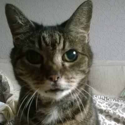 Profile Picture of Lisa Britton (@lisabritton07) on Twitter