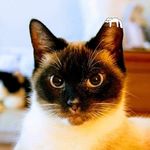 Profile Picture of Anne Gaucher (@citygirlmedic) on Instagram