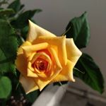 Profile Picture of Natasha Rennel Ramroop-Babwah (@natasha_ramroop_babwah) on Instagram