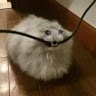 Profile Picture of joey aguilar (@@joey44emt) on Tiktok