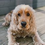 Profile Picture of L U D V I G (@ludvig_cockerspaniel) on Instagram