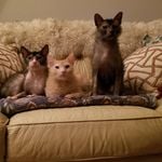 Profile Picture of Kimberly Wiles (@benny.henry.ned.lykoibros) on Instagram