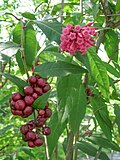 Profile Picture of Cestroideaeon Wikipedia